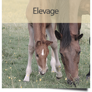 Site Elevage